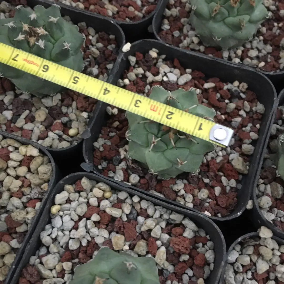 Indoor decoration Lopho Bonsai cactus online Varieties of mini Cactus