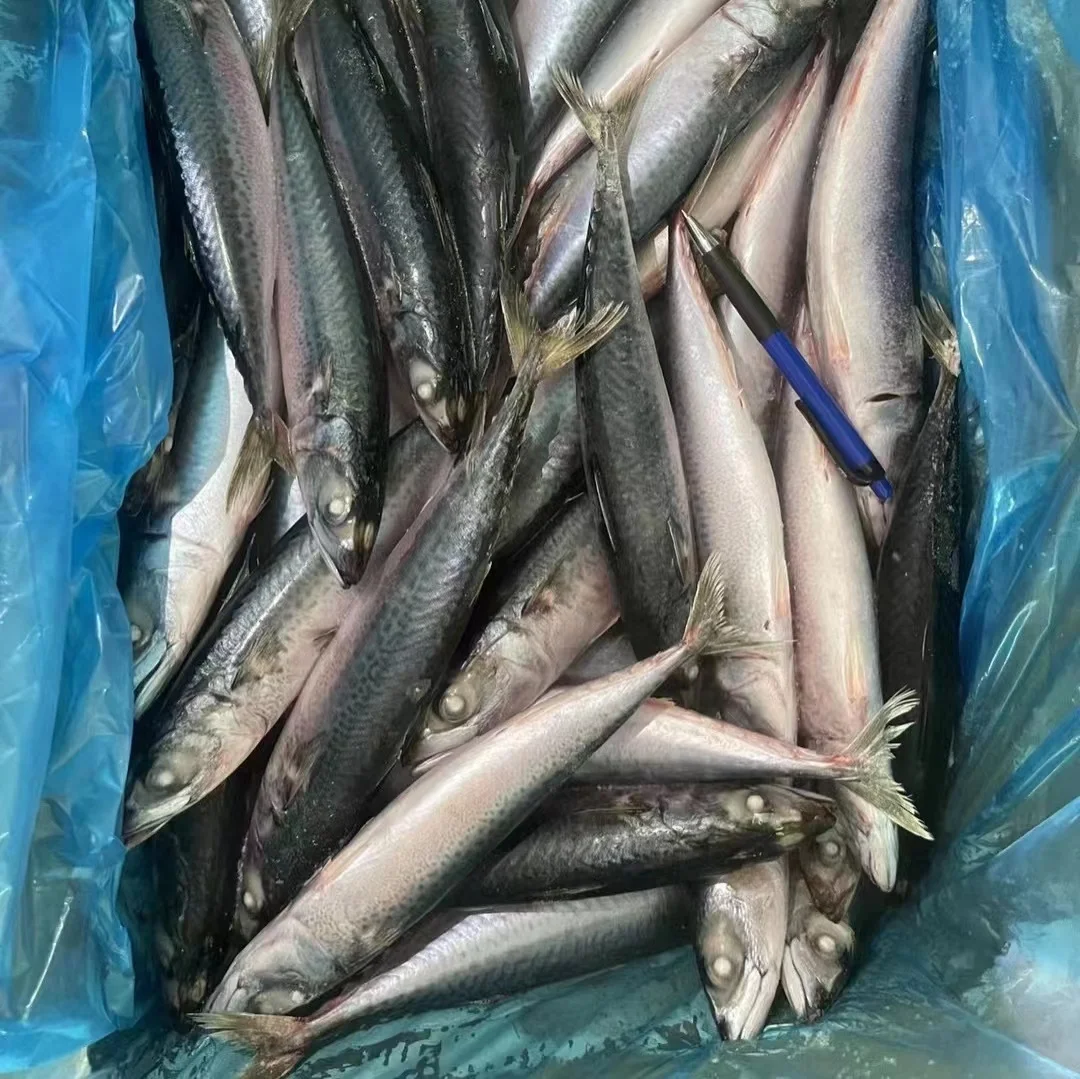 Замороженная Тихоокеанская скумбрия 60-70 шт./картонная коробка для