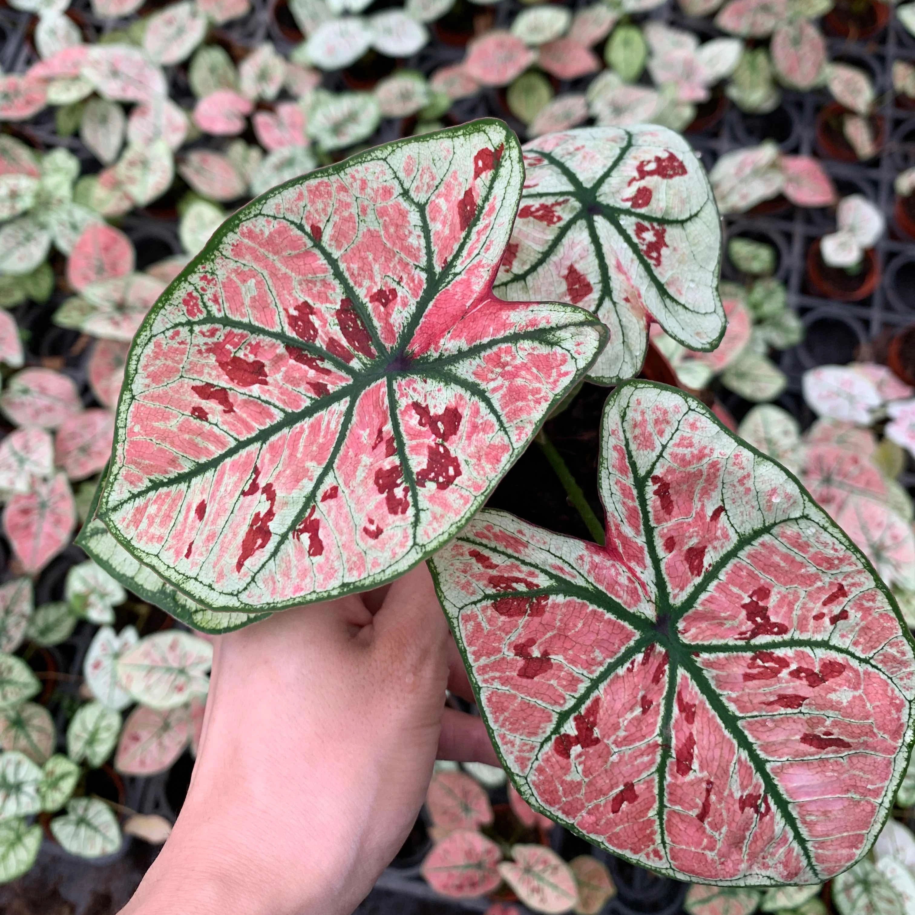 
Wholesale difference kinds of Colorful Caladium live plants bonsai on sale 