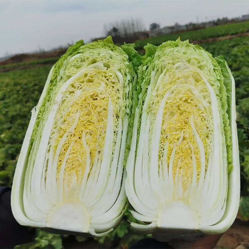 Свежая китайская капуста
