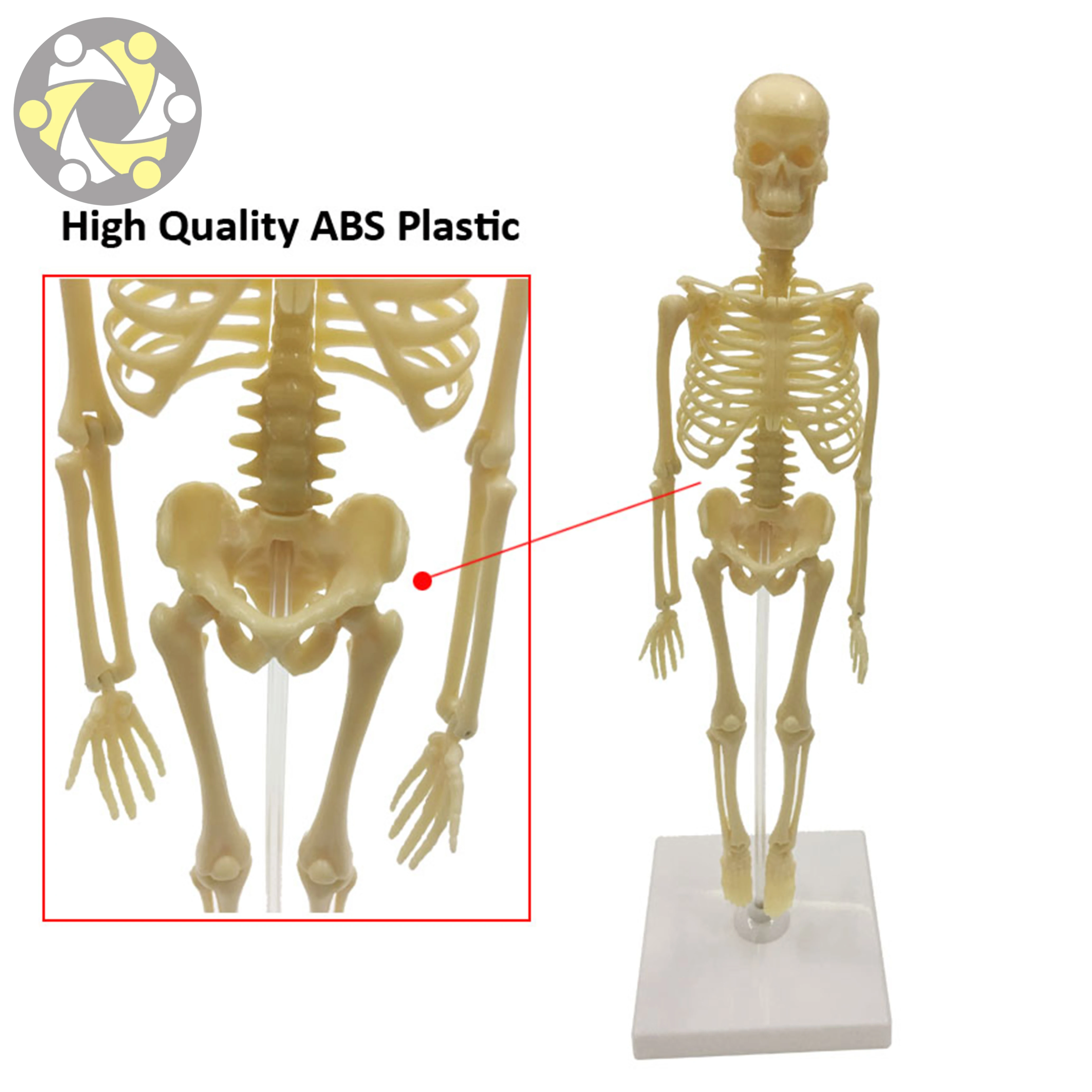 Human Skeleton Model Body Simulation Children Educational Toy
