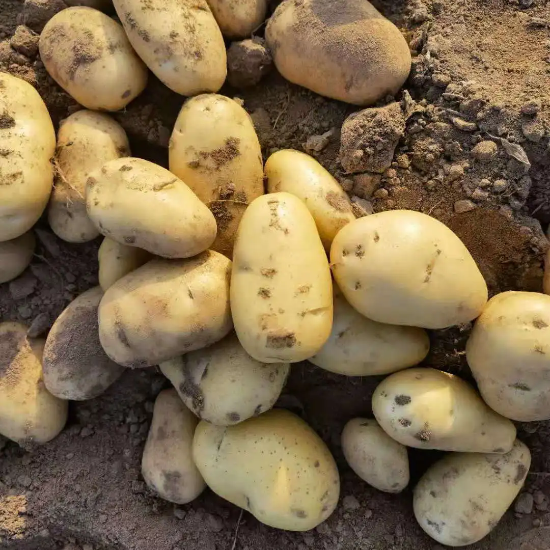 Personal order: Fresh potatoes Holland  potatoes