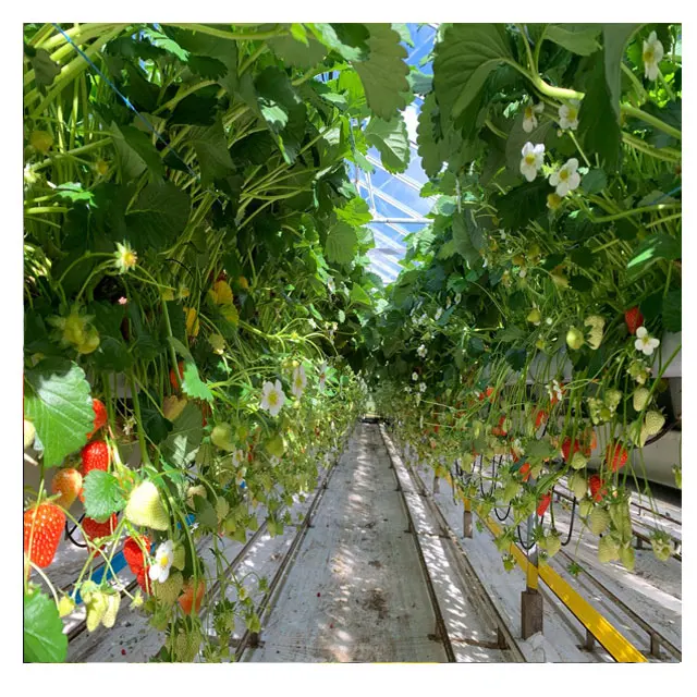 
low cost agricultural plants tunnel strawberries hydroponic growing systems strawberry greenhouse 