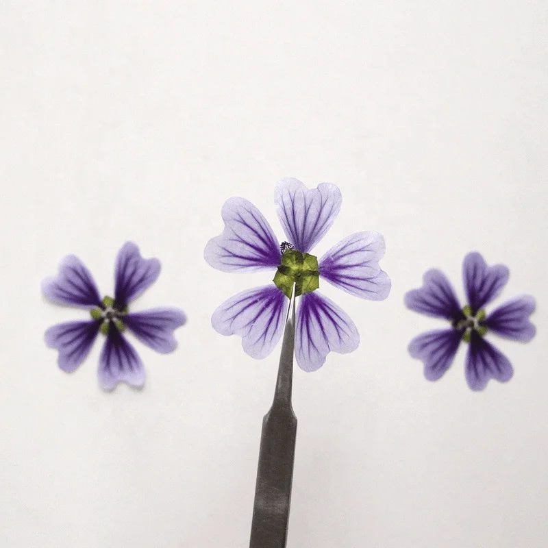 Factory Wholesale DIY material Dried flower pressed Mallow for Phone Case Nail Art Jewelry Postcard candle making decoration