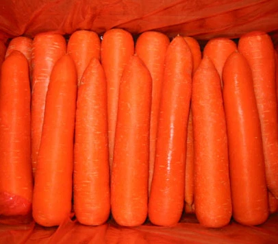 New Crop Fresh Organic Vegetables Wholesale Carot/carrot Seeds Price of Carrots in Bulk for Export