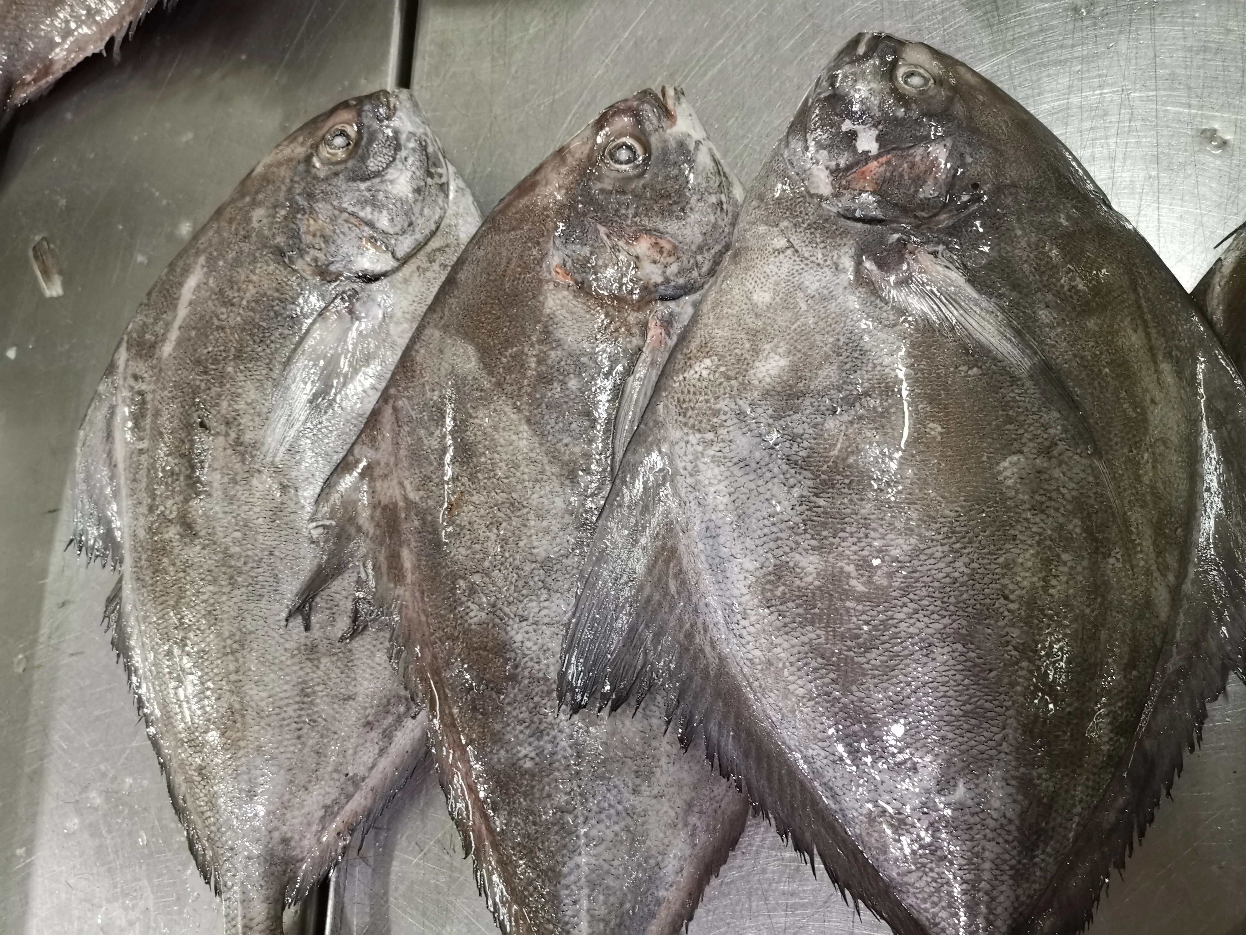 Indonesia Good Quality Frozen Black Pomfret