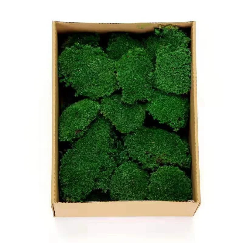 2023 Wholesale Preserved  Moss For Moss Wall Art Decoration