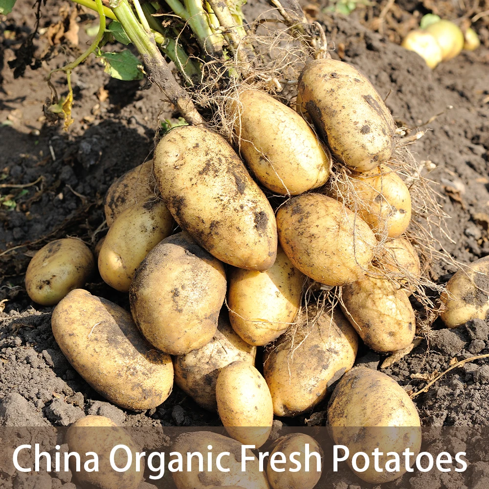 Cheap Wholesale High Quality Fresh Yellow Potato Fresh Potatoes in China