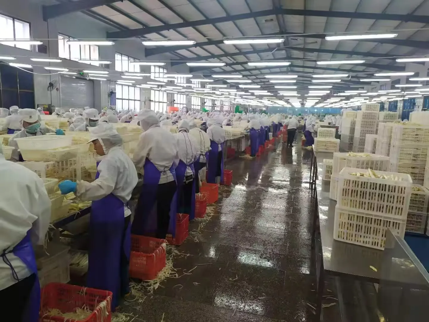 2024 Wholesale  PriceChinese Canned White Asparagus Fresh Material in Glass Jar in Brine Jar Wholesale