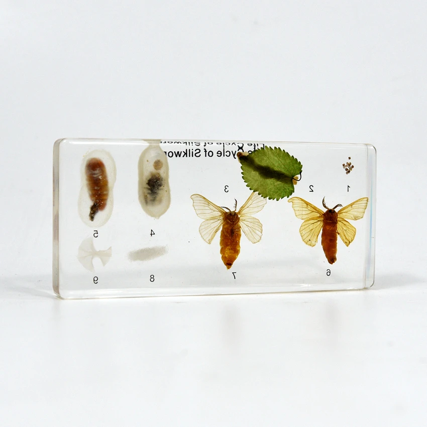 Life Cycle of Silkworm Factory Direct Real Animal Transparent Resin Specimen Resin Block for School Equipment