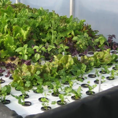 Floating Raft Hydroponics Hydroponics Floating Rafts Grow Lettuce Dwc Hydroponics