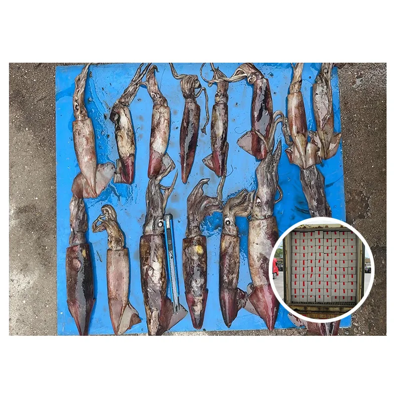 Export Block Whole Black Squid 60-150g for Thailand Market