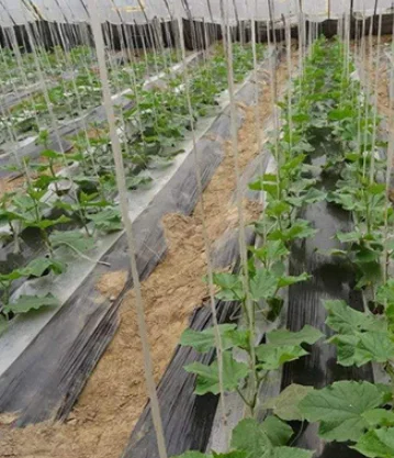 
black cover film mulching sheets for agricultural mulch tomato mulch 