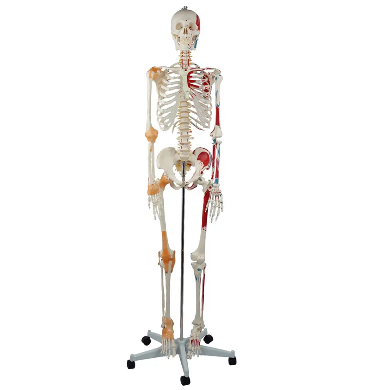 Human Medical Skeleton 176CM With Muscle and Ligament Bone Markings Model  for Teaching Medical Research