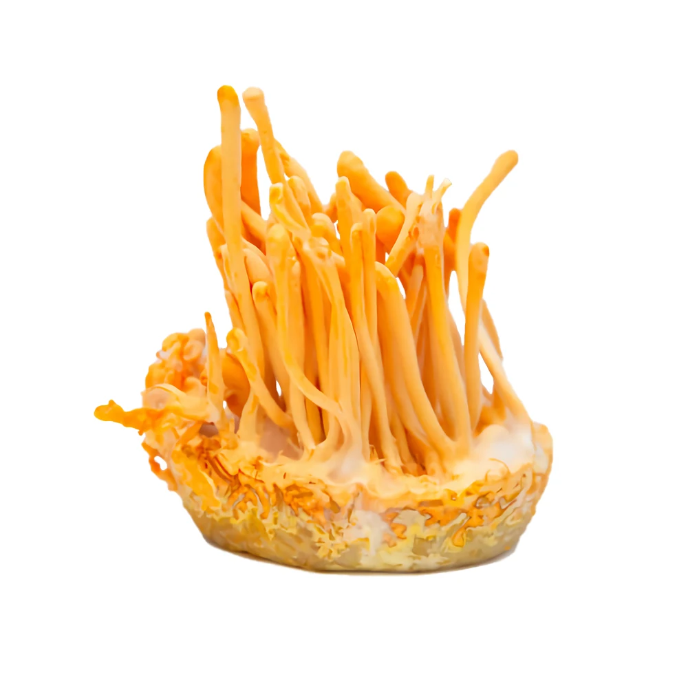 Top Quality Private Label dried cordyceps sinensis for sale cordyceps sinensis  Free Sample Best Selling