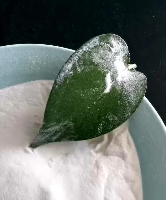 Leading Manufacture Hydroxypropyl Methyl Cellulose Hpmc Powder