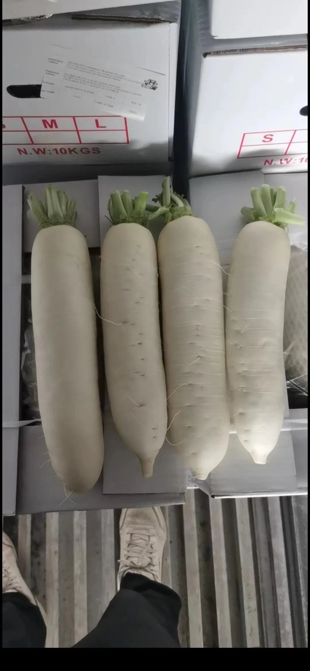 2022 Chinese Fresh White radish direct manufacture Shandong Xiamen new crop high quality