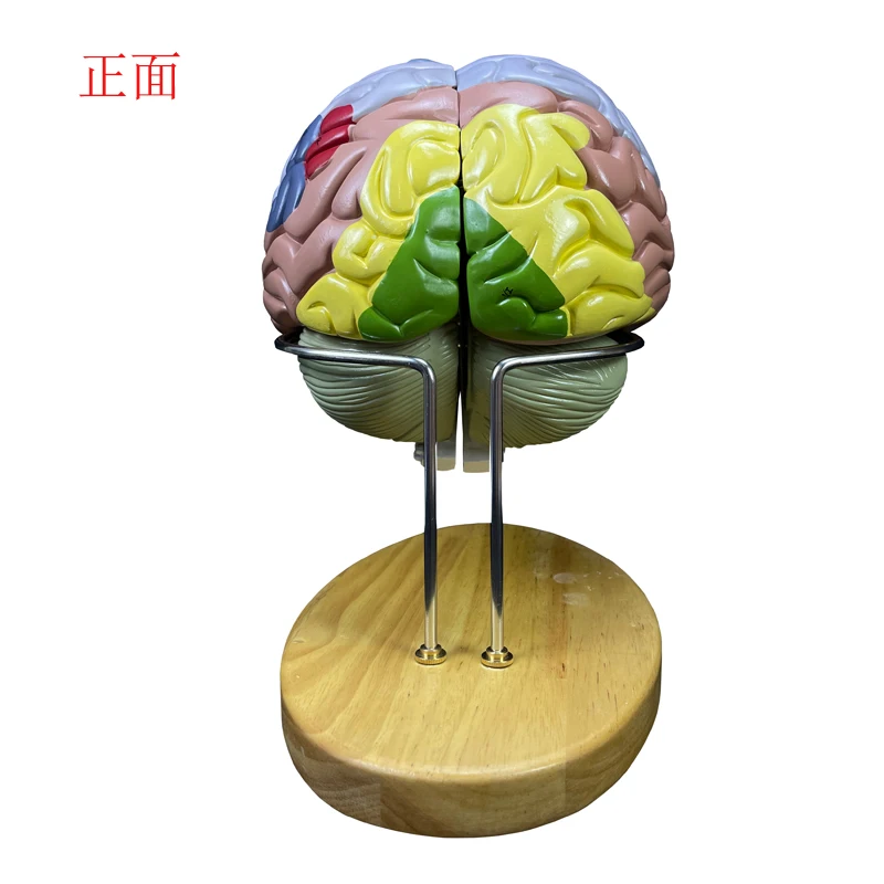 Human anatomical model Human skeleton model Two-fold detachable four-part brain model