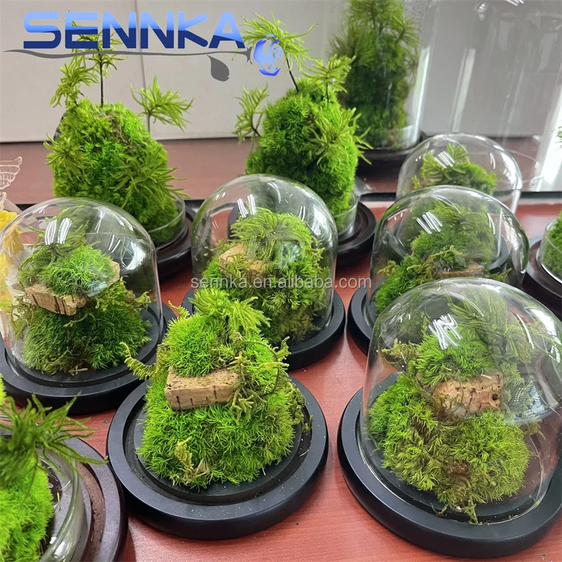 Factory wholesale preserved flower wall landscaping decoration supplies customized preserved immortal moss in glass dome