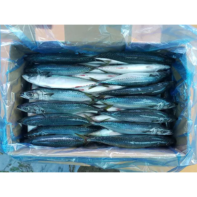 Оптовая продажа лучший поставщик вкусная натуральная Высококачественная замороженная рыба из морепродуктов Лошадиная скумбрия WR