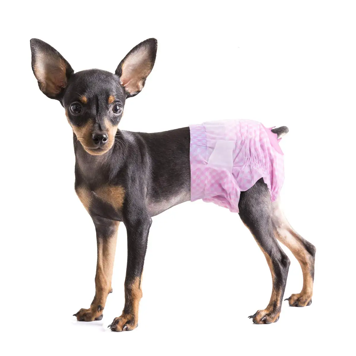 
Pet Care Disposable Dog Diaper Moisture Lock Super Absorbent Physiological Pee Pads Pants Dog Diapers with Adjustable Tail Hole 