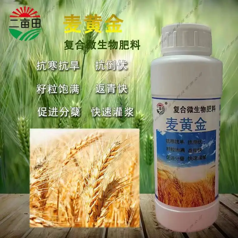 Wheat gold compound microbial fertilizer is the best choice for growing wheat factory direct sales