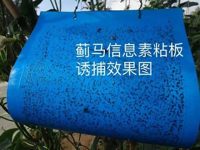 Thrips Pheromone Glue Board Paper material 21.5x38.5cm waterproof for different kinds of thrips