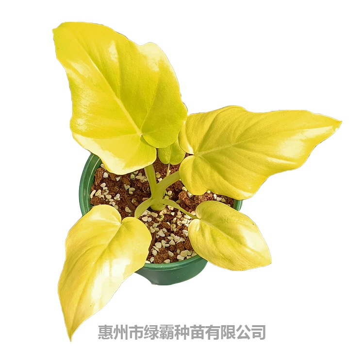 Китайский профессиональный производитель искусственное растение золотой Филодендрон