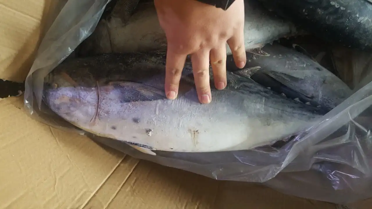 The ship frozen bonito fish(skipjack tuna)