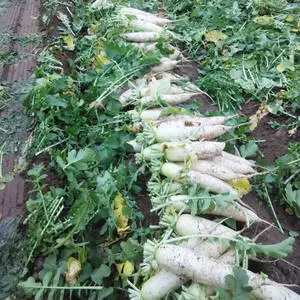 Новый Урожай свежего белого редиса, завод предлагает зеленые овощи, экспортная цена, редис