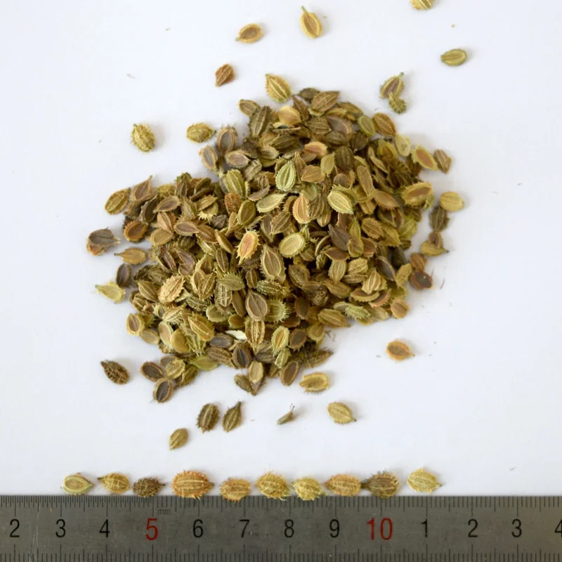 
Hot sale suitable seed flower potted Lace Flower white flower seeds 