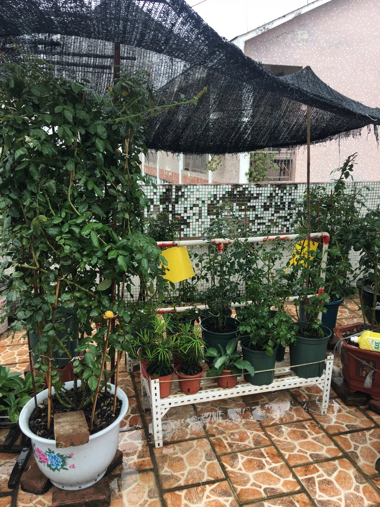 Flying Insect Killers Yellow Sticky Fruit Fly Sticky Traps Killing Aphids Plate Stick Insect Whitefly