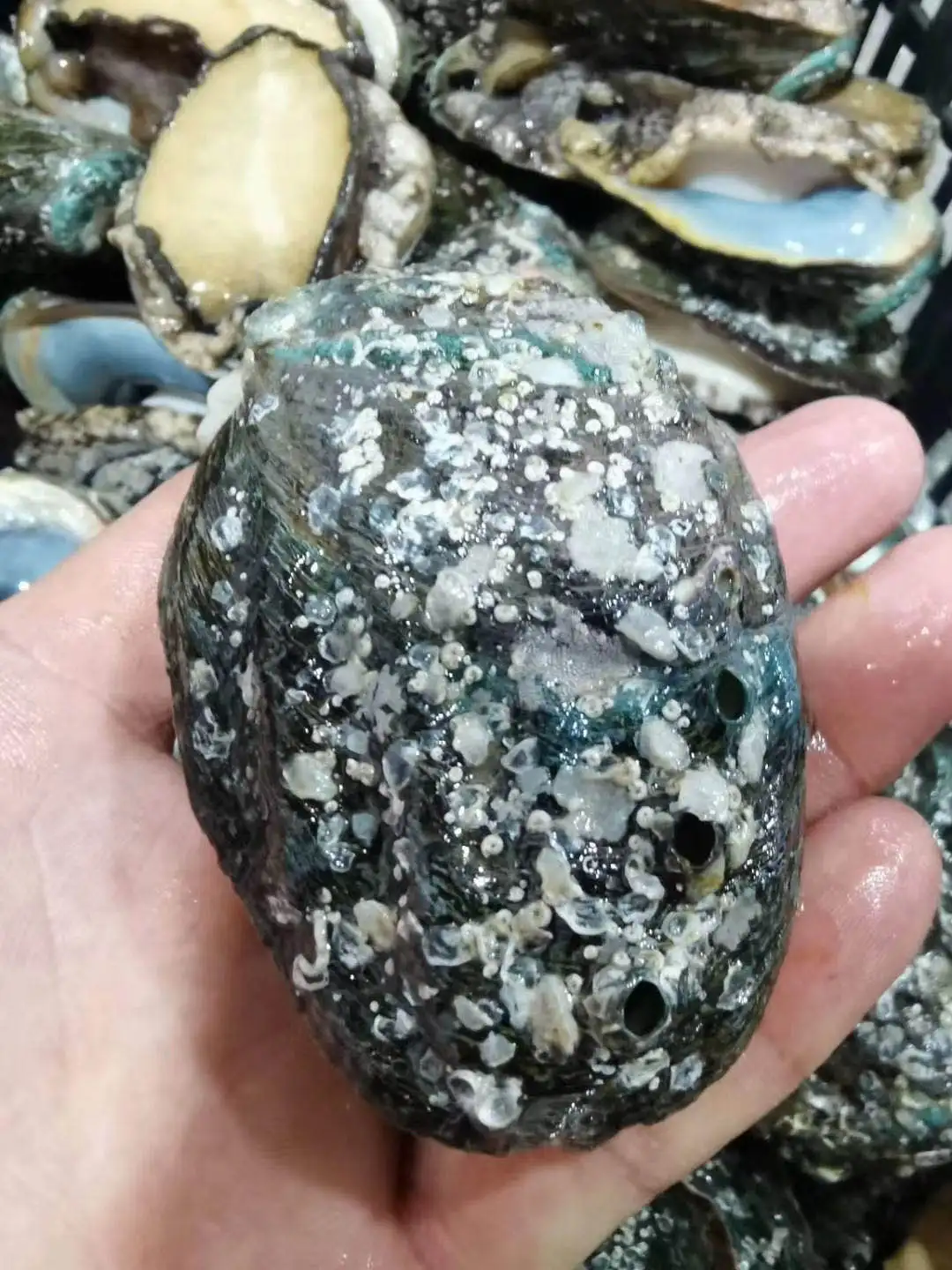 Haliotis abalone without shell abalone abalone meat