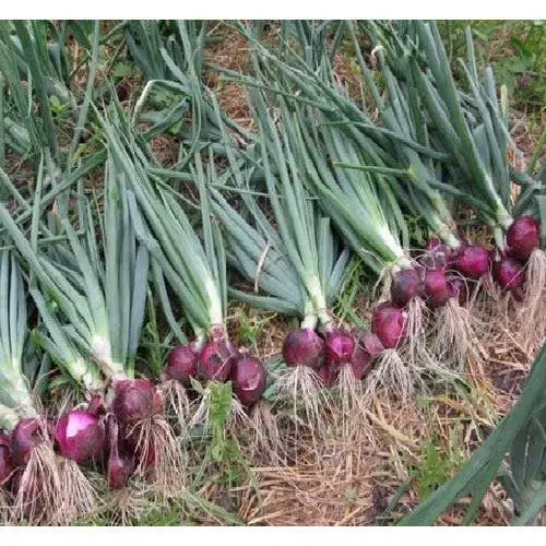 HOT SALE fresh red onion/yellow onion for wholesale cheap price FREE TAX from Vietnam
