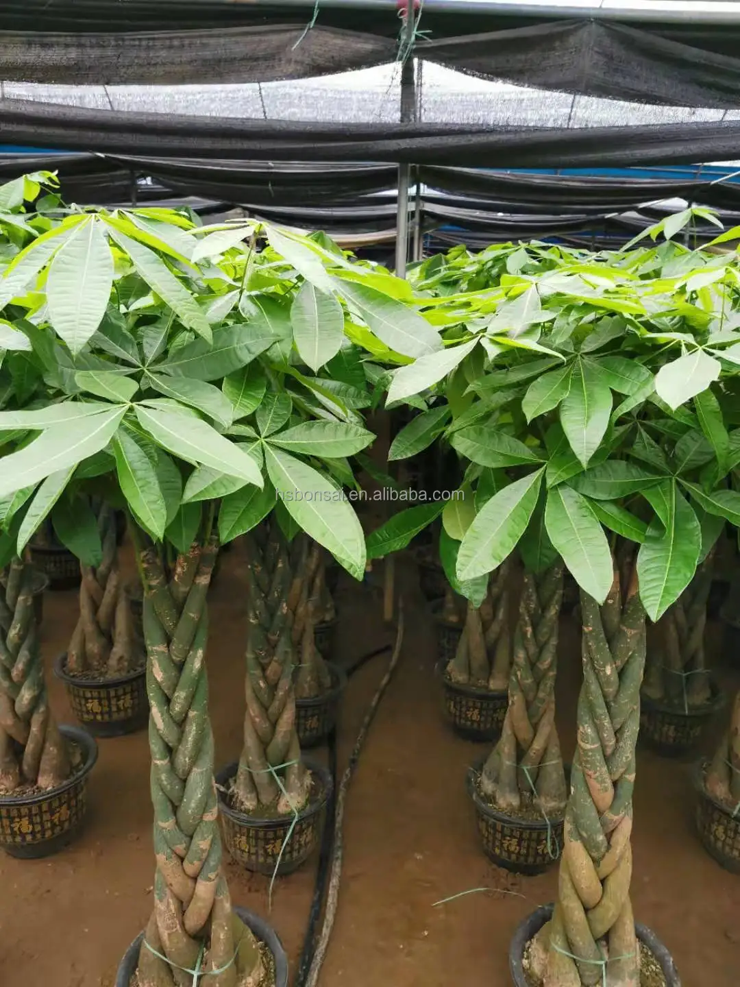 
Professional manufacture cheap foliage plants natural plants ornamental pachira money tree 