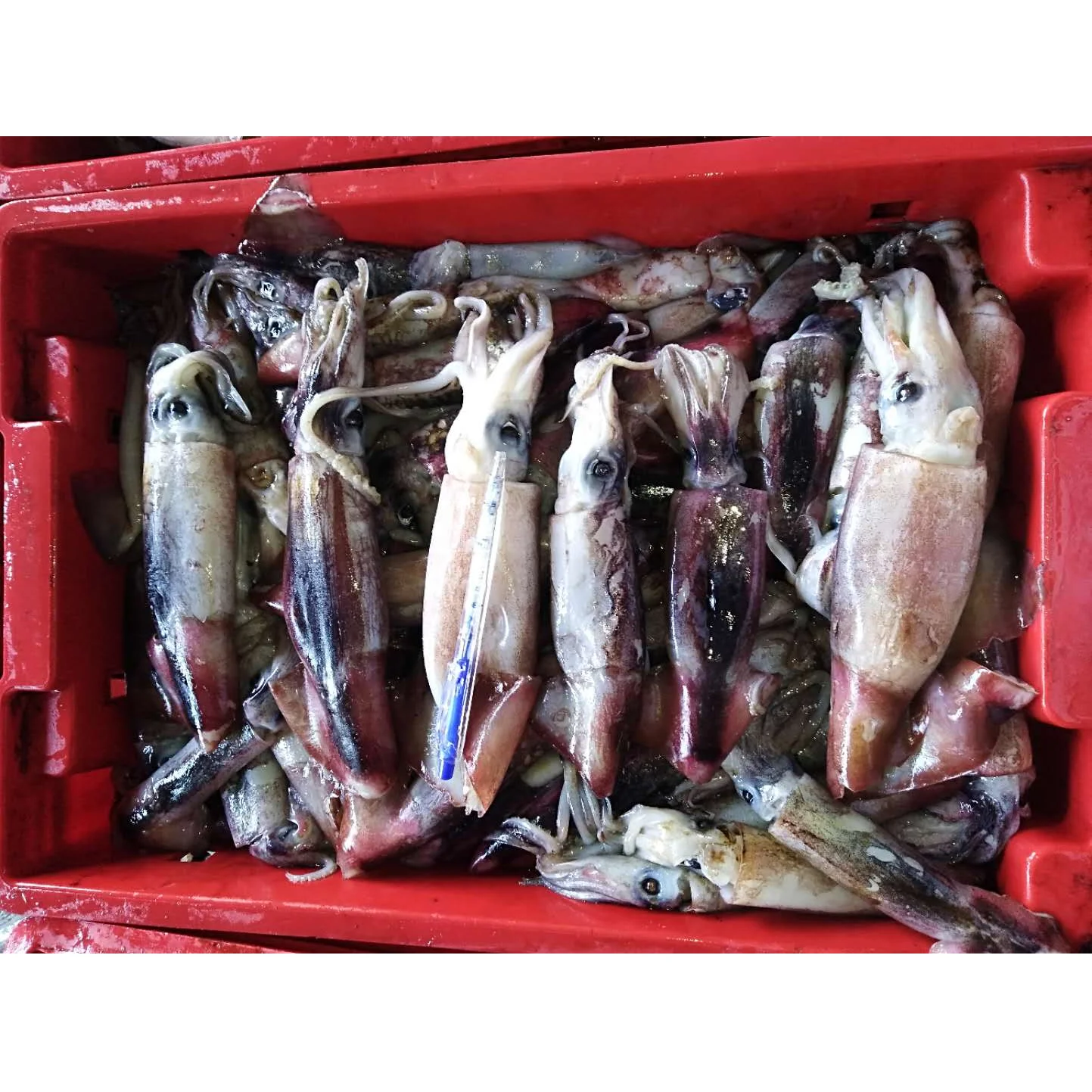 High Quality LIGHT FISHING Frozen NATURE Seasonal Symplectoteuthis Oualaniensis Black Squid