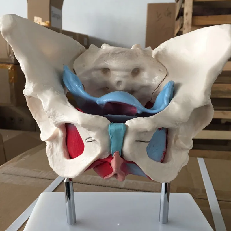 ADA-A1037 Female Pelvis Model with Pelvic Floor Muscle Anatomical PVC Skeleton Organ Model for Medical Science