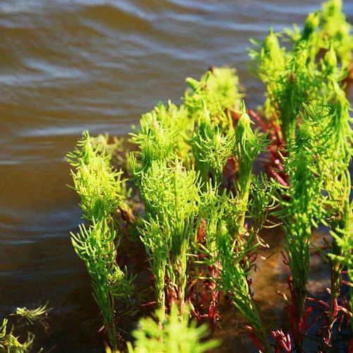 2021 New arrival Drought Resistant High quality Suaeda glauca grass seeds for sale