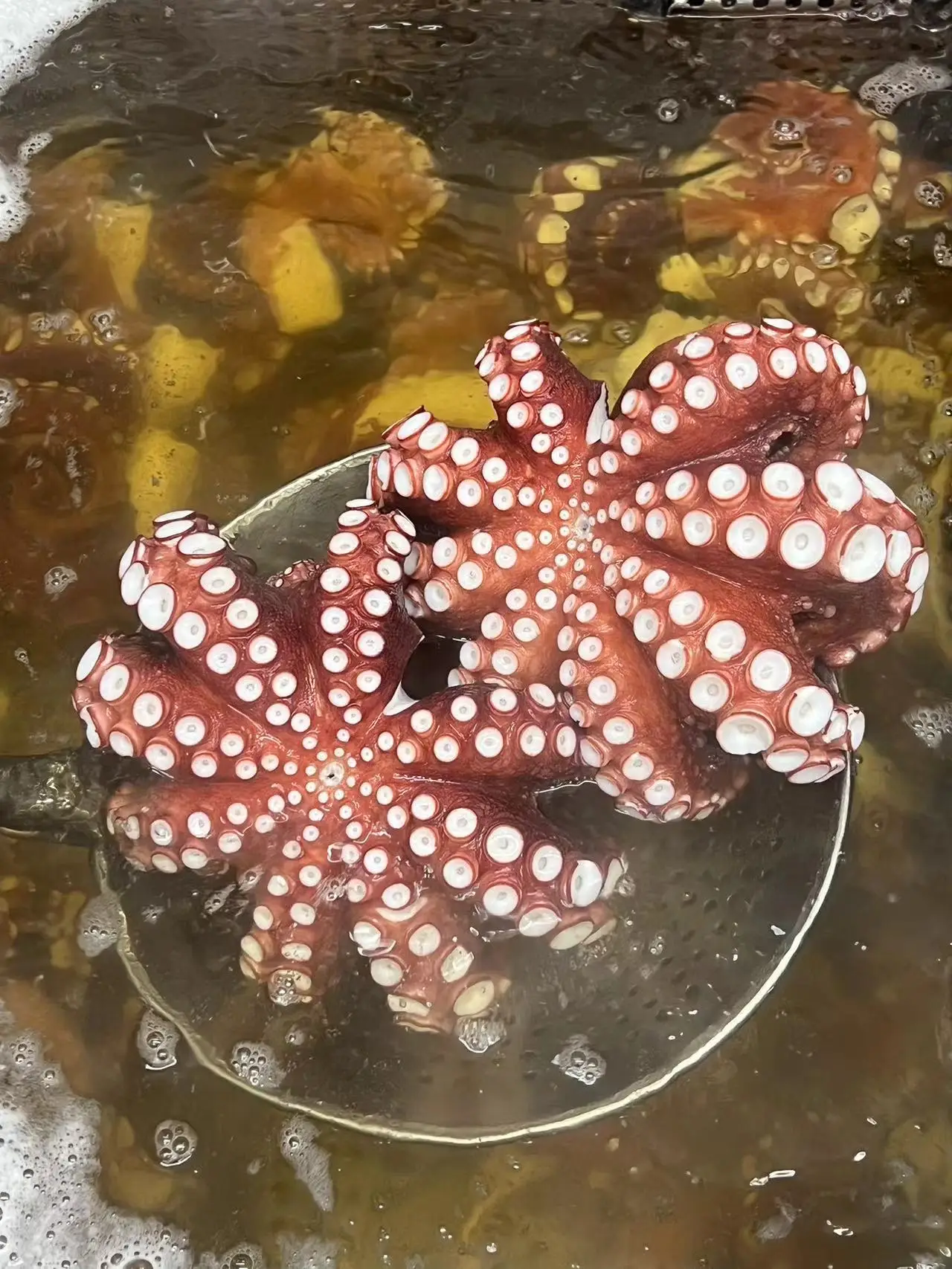 Frozen cooked  octopus WR IQF Cooked Octopus WHOLE ROUND  Octopodidae