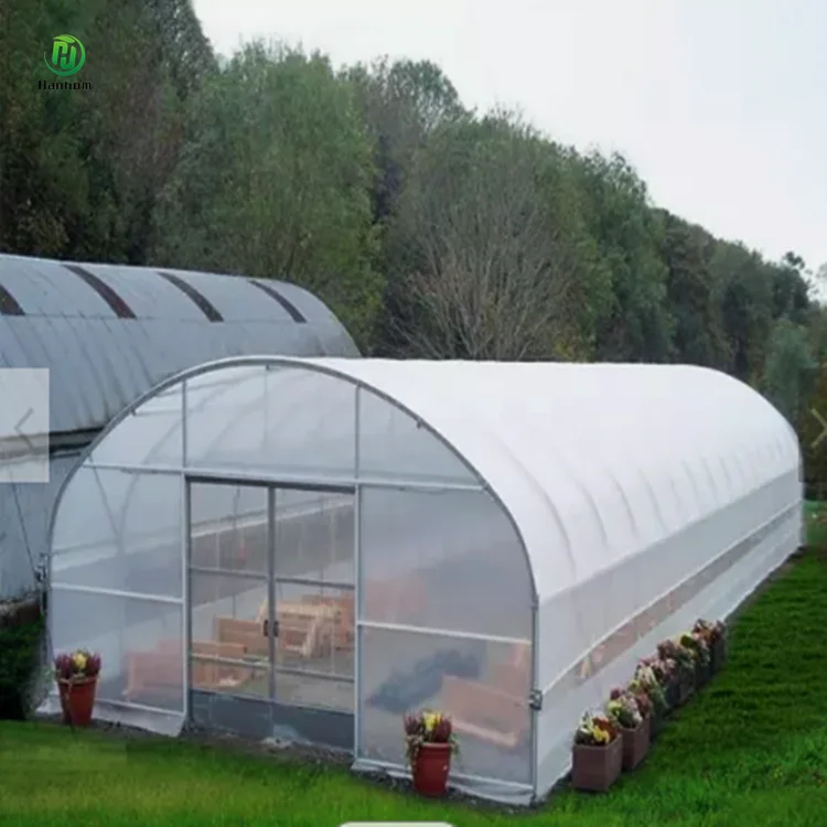 Cheap agricultural greenhouse for tomato cultivation