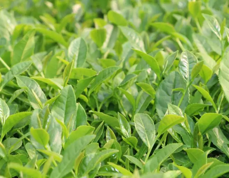 Fujian province famous oolong tea Ti Kuan Yin for sale