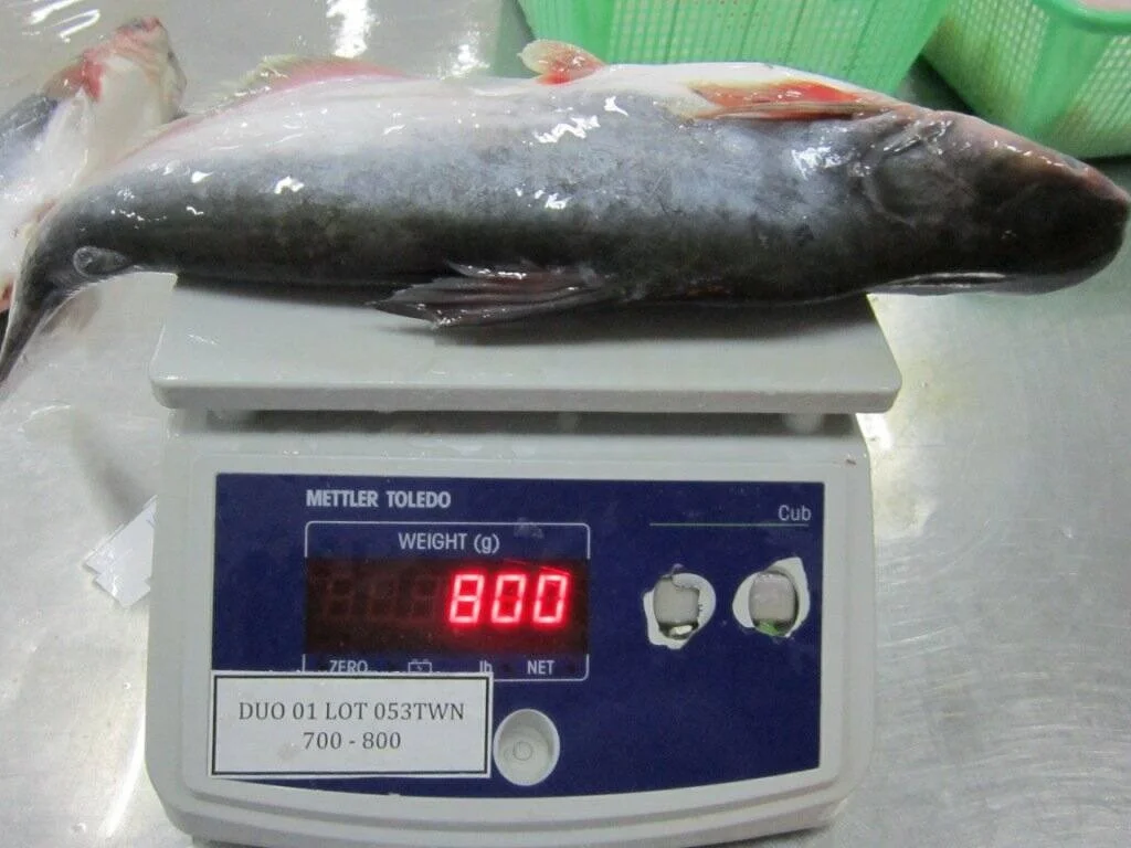 Замороженная рыба свежие экспортные морепродукты цена на рыбу баса выпотрошенная 600-800 г замороженного пангасиуса