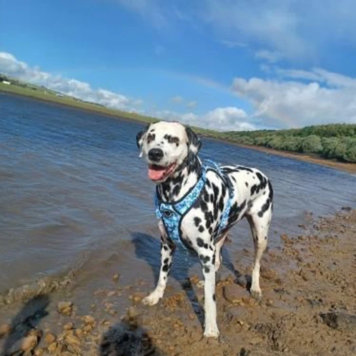 Factory supplier custom logo Reflective Adjustable tough trails Dog harness Vest Soft Padded Mesh No Pull Pet big dog harness