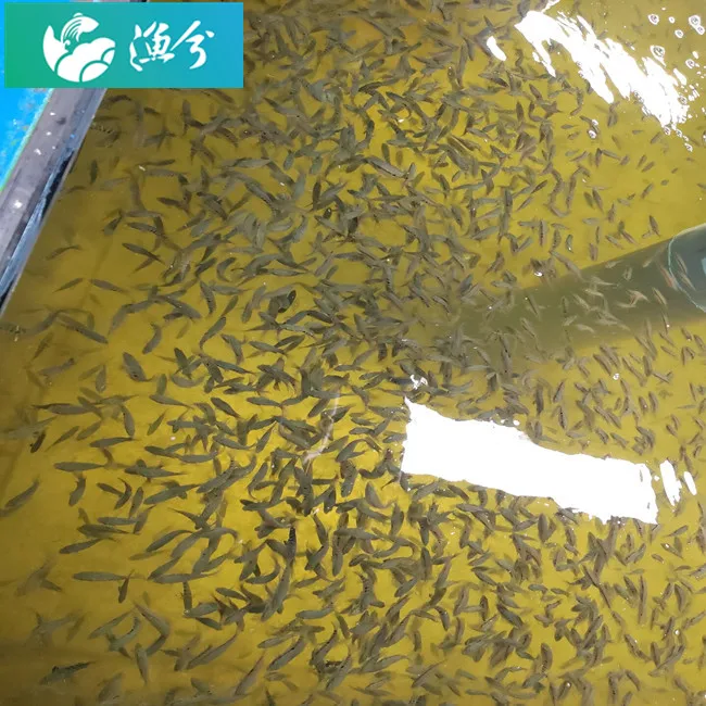 Indoor high-density circulating water fish hatching breeding system / high-efficiency hatching seedling