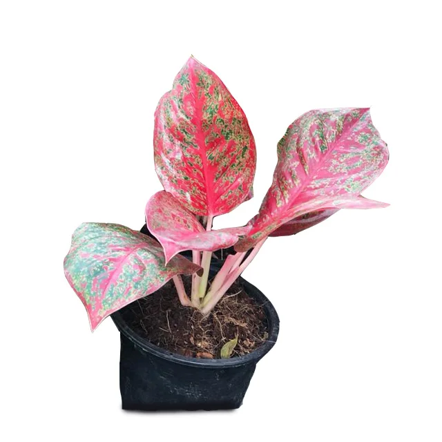  Оптовая продажа горшочные растения Aglaonema из Таиланда Лучшая цена попробуйте