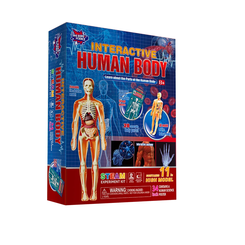 High quality cheap price human organ model toys for Kids school Science experiment teaching tool