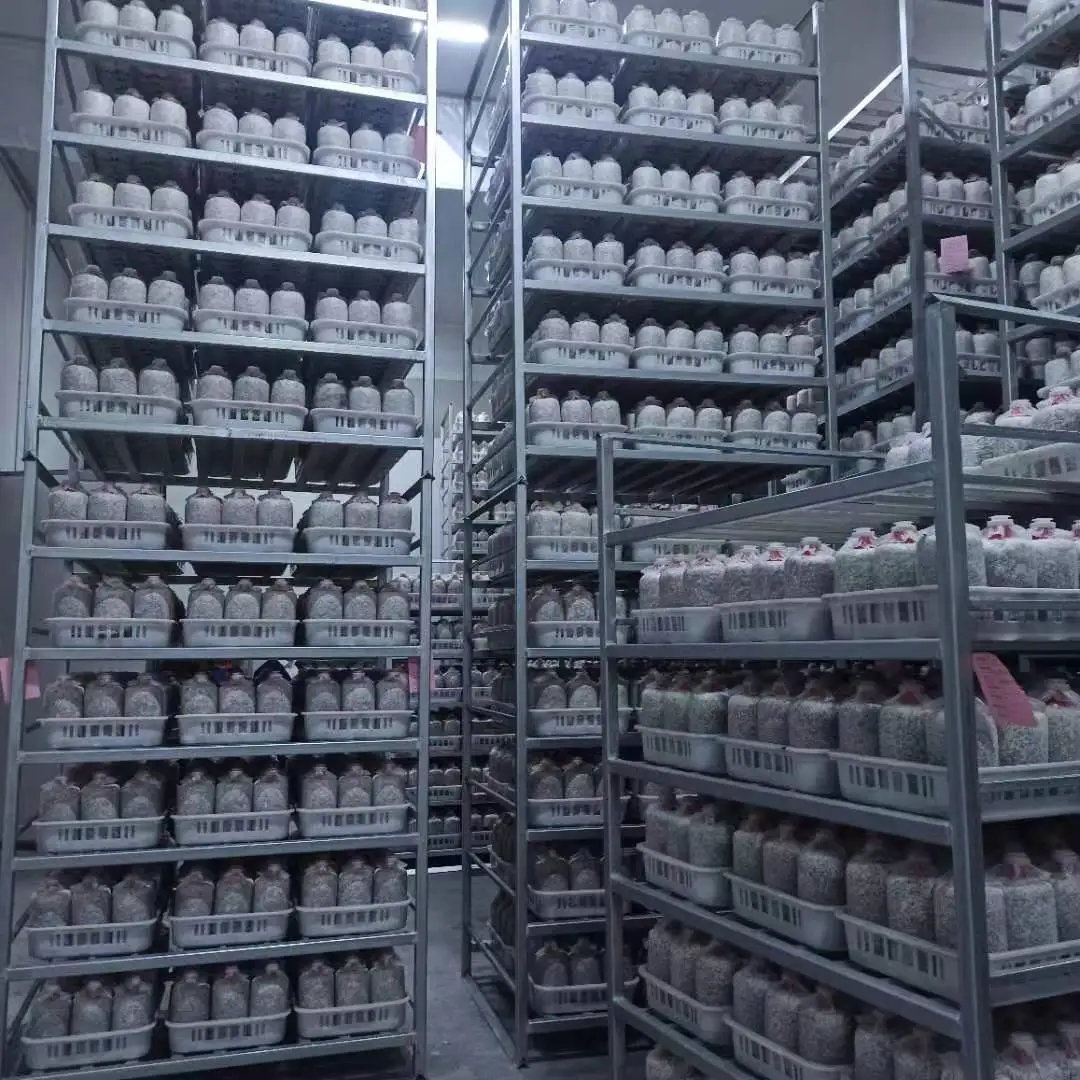 high harvest Farm organic fruitwood grey oyster mushroom spawn logs seeds oyster mushroom sticks