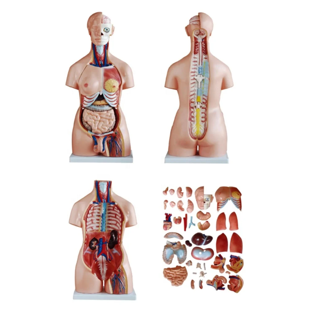 XC-208 Human Torso Model 85CM Dual Sex Torso 40 Parts