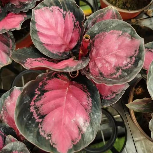 Calathea RUSCO real plants purple Calathea colourful beautiful other agricultural products artificial plant