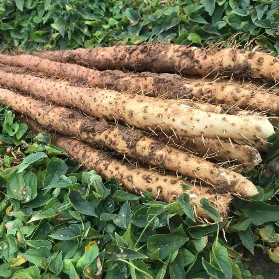 High Quality Nutritious Chinese Vegetables Fresh China  Yam for Sale
